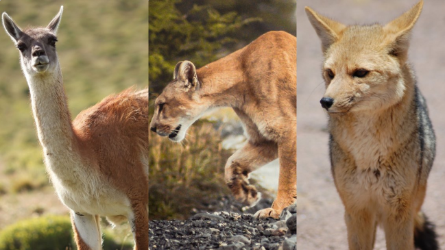  Organizaciones piden detener caza de animales en la Patagonia argentina  
