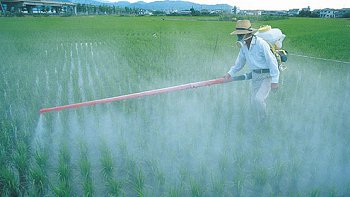 Cuarenta nuevos casos de temporeros intoxicados aparecieron en Longaví