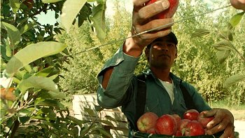 SAG insisitió en imposibilidad de establecer responsabilidades en intoxicación de temporeros