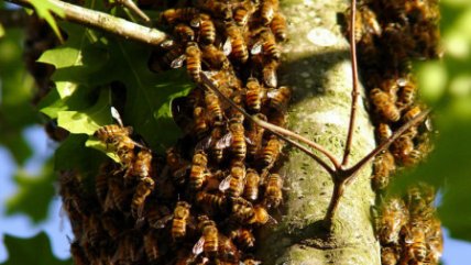   Un ataque de abejas africanas detuvo un partido de fútbol 