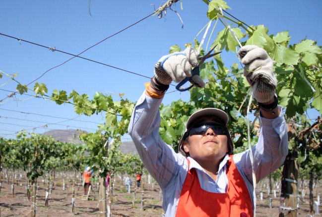 Día de las Temporeras: Trabajadoras acusaron desprotección laboral Día de las Temporeras: Trabajadoras acusaron desprotección laboral
