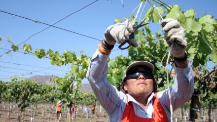  Temporeras acusaron desprotección laboral en su día  
