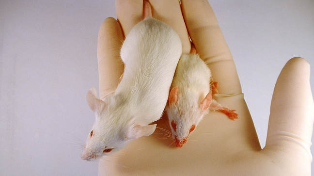 Científicos curaron el cáncer de próstata en ratones con virus Científicos curaron el cáncer de próstata en ratones con virus