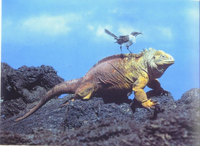 Alemán fue condenado a cuatro años de cárcel por intentar sacar iguanas de Islas Galápagos Alemán fue condenado a cuatro años de cárcel por intentar sacar iguanas de Islas Galápagos