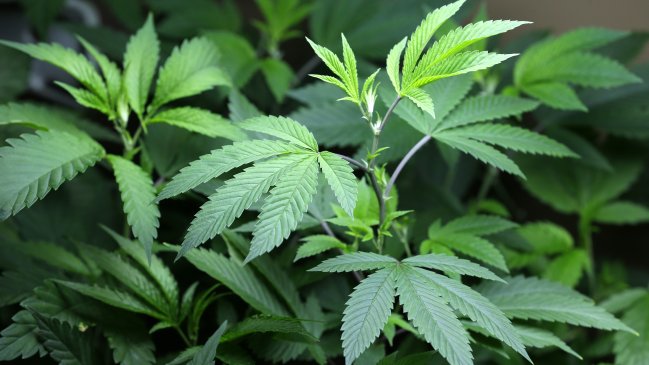 La Florida busca crear cultivo de marihuana para enfermos La Florida busca crear cultivo de marihuana para enfermos