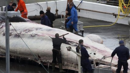   Comenzó la temporada de pesca de ballenas en Islandia 