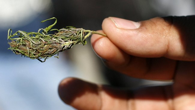 La Florida inició cultivo de marihuana con fines medicinales La Florida inició cultivo de marihuana con fines medicinales