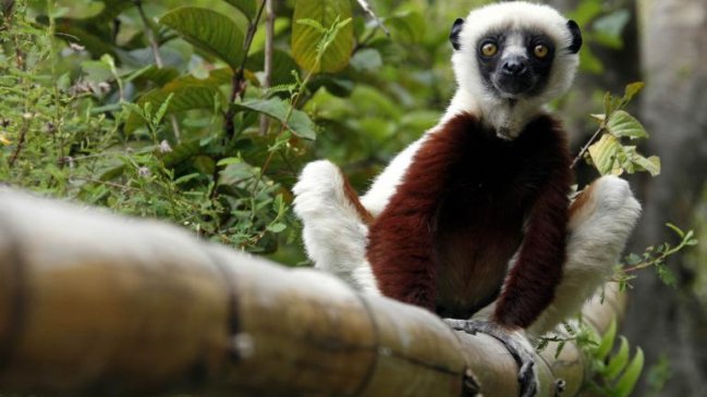 Murió el lemur protagonista de Murió el lemur protagonista de