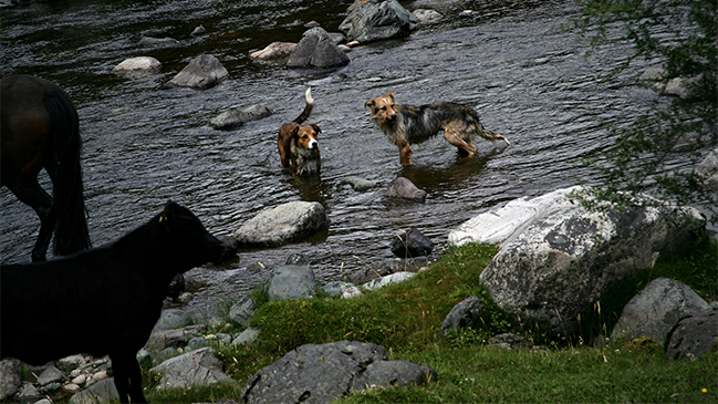 Gobierno suspendió norma que permitía la caza de perros salvajes