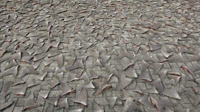 Ecuador decomisó 200 mil aletas de tiburón que iban a Asia Ecuador decomisó 200 mil aletas de tiburón que iban a Asia