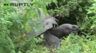 Encuentran nueva especie de tortuga en Islas Galápagos