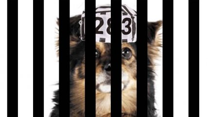 El perro de Lipigas fue blanco de los memes que dejó el caso de colusión en Perú