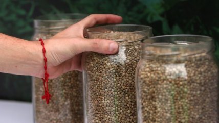   Expoweed se desarrolla en el Parque O' Higgins 