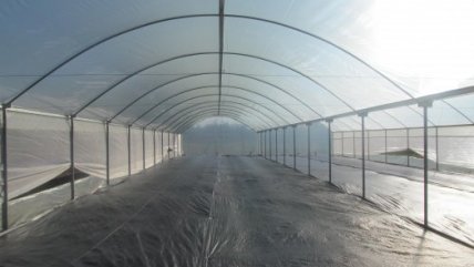   La mayor plantación de cannabis de América Latina se encuentra en el Maule 