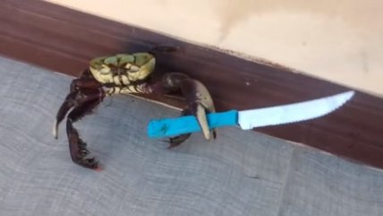 Jaiba matona se vuelve viral en la web