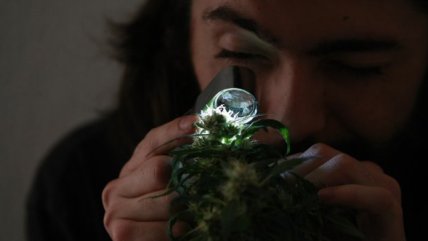   Chile tiene la primera clínica cannábica de Latinoamérica 