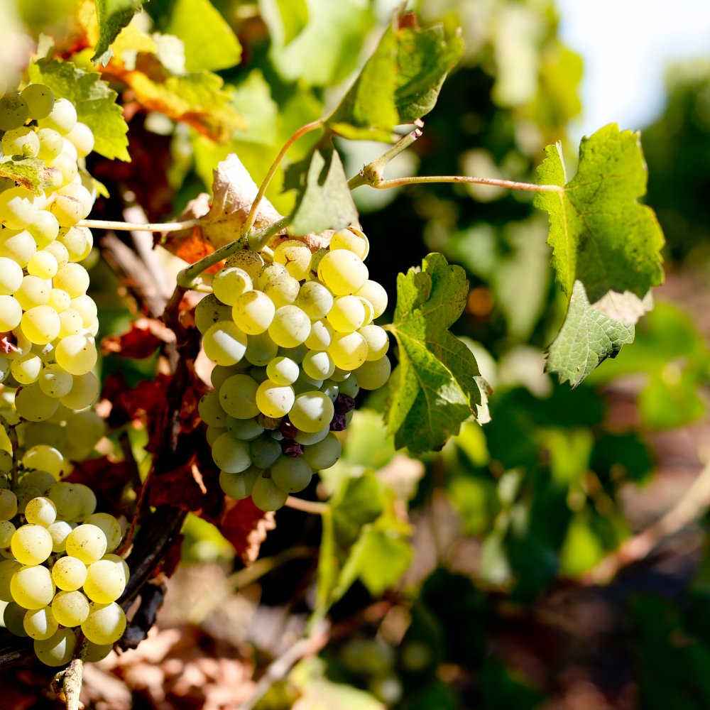 Premios Decanter: Las Premios Decanter: Las