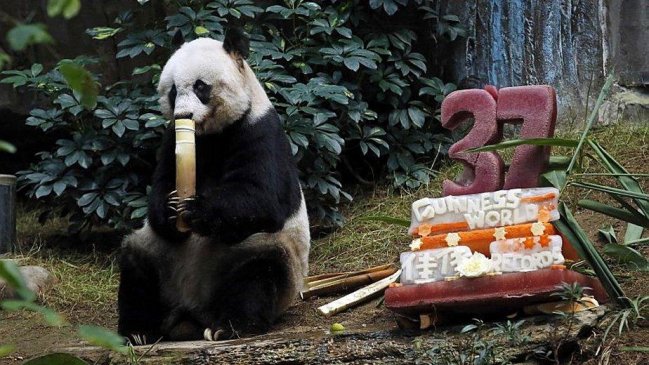Murió la osa panda más longeva del mundo