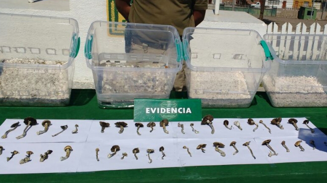 Carabineros decomisó Carabineros decomisó