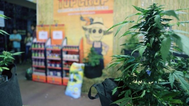  Uruguay: Farmacias venderán marihuana a partir de este miércoles  