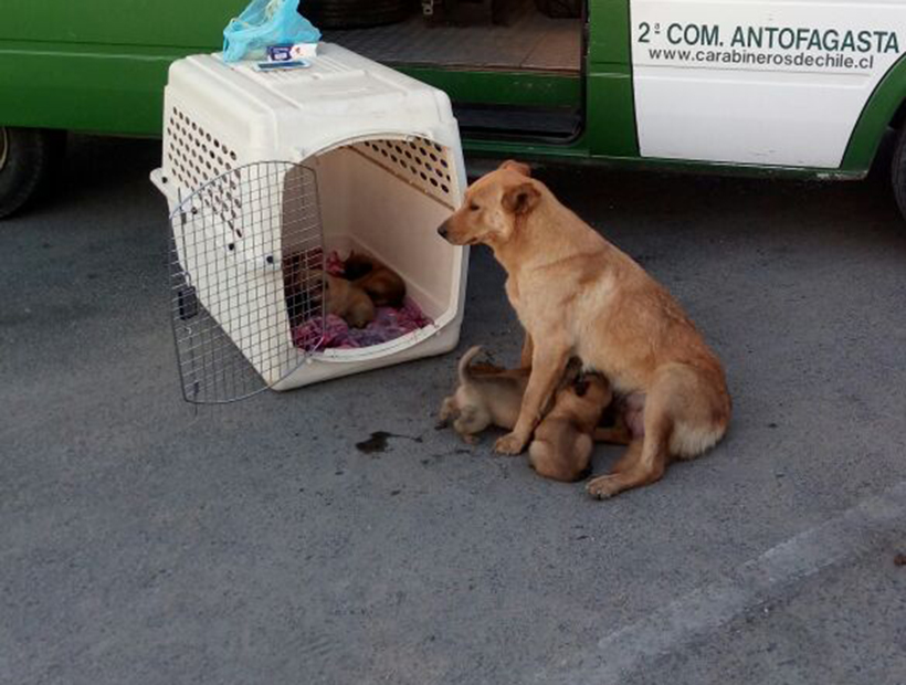 El tierno final de la historia de una perrita que había perdido a sus cachorros El tierno final de la historia de una perrita que había perdido a sus cachorros
