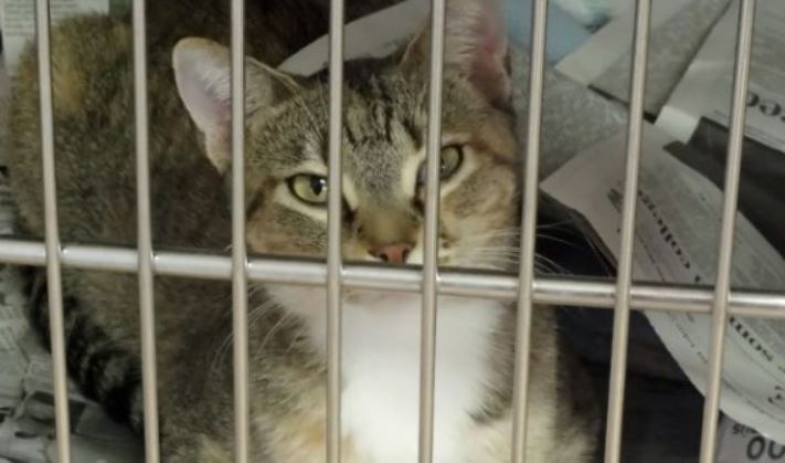 Condenan a hombre a dos años y medio de prisión por matar a un gato Condenan a hombre a dos años y medio de prisión por matar a un gato
