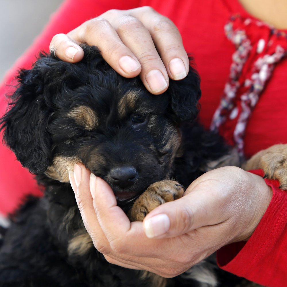 Estudio reveló que tener un perro reduce riesgos de enfermedades cardiovasculares Estudio reveló que tener un perro reduce riesgos de enfermedades cardiovasculares