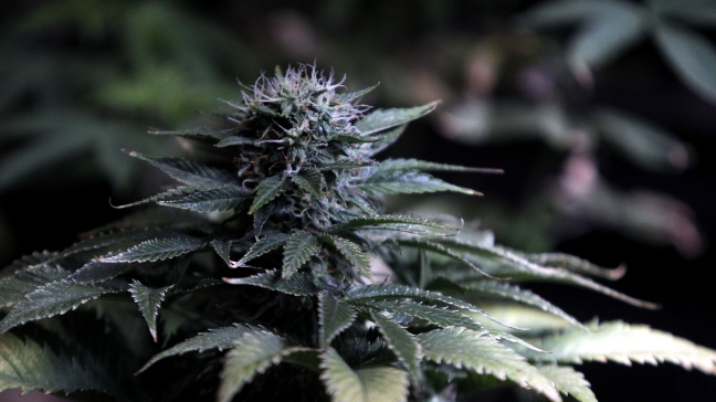 Aumenta consumo infantil de marihuana en estados donde fue legalizada en EE.UU. Aumenta consumo infantil de marihuana en estados donde fue legalizada en EE.UU.