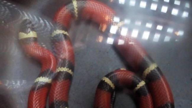 Serpiente falsa coral asustó a familia en Antofagasta Serpiente falsa coral asustó a familia en Antofagasta