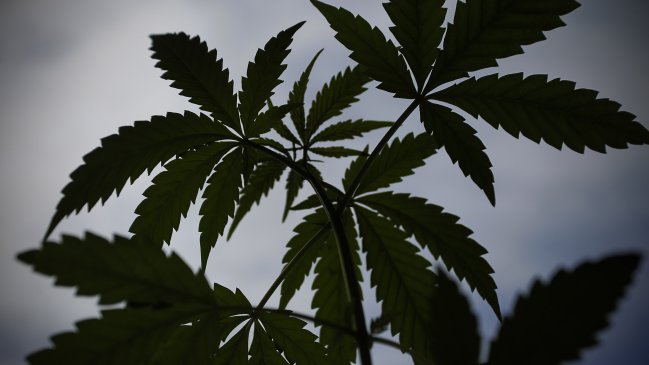 Canadá estudia borrar los antecedentes penales por posesión de cannabis Canadá estudia borrar los antecedentes penales por posesión de cannabis