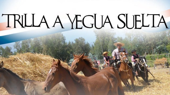 Pirque celebrará octava versión de su trilla a yegua suelta Pirque celebrará octava versión de su trilla a yegua suelta