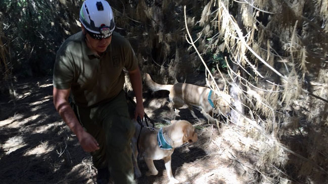 Niña raptada en Licantén está siendo buscada 
