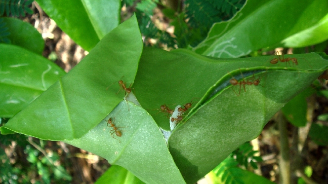 Descubren que las hormigas son capaces de producir 