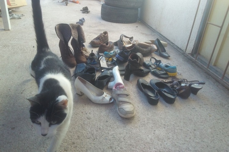 Curiosa costumbre de unos gatitos en Calama: Le llevan zapatos al hombre que los cuida Curiosa costumbre de unos gatitos en Calama: Le llevan zapatos al hombre que los cuida