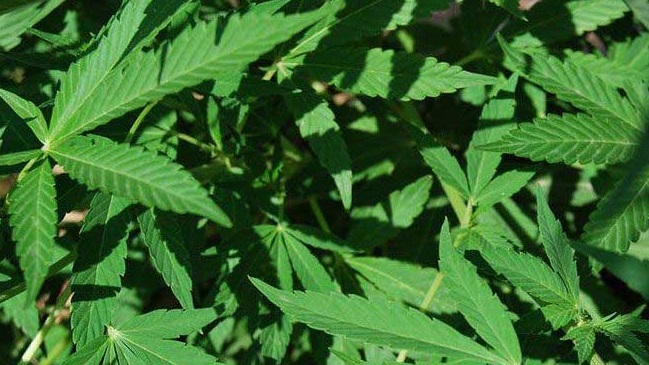 Mujer de 69 años fue detenida por tener dos plantas de marihuana en Concepción Mujer de 69 años fue detenida por tener dos plantas de marihuana en Concepción