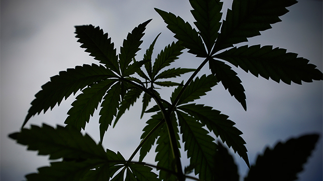 Fundación Daya pide no vulnerar derecho de quienes usan cannabis con fines medicinales