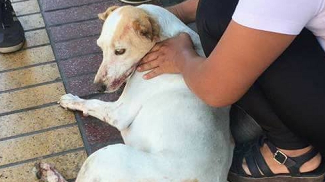 Brutal maltrato a perrita en Antofagasta: Le cortaron la cola y murió desangrada Brutal maltrato a perrita en Antofagasta: Le cortaron la cola y murió desangrada