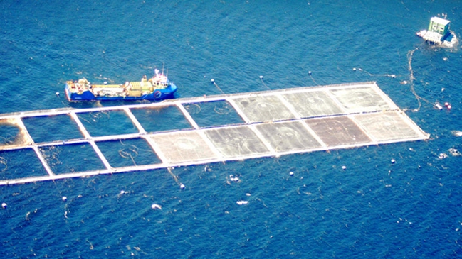 Marea roja: 2.400 toneladas de salmones afectadas entre Los Lagos y Magallanes