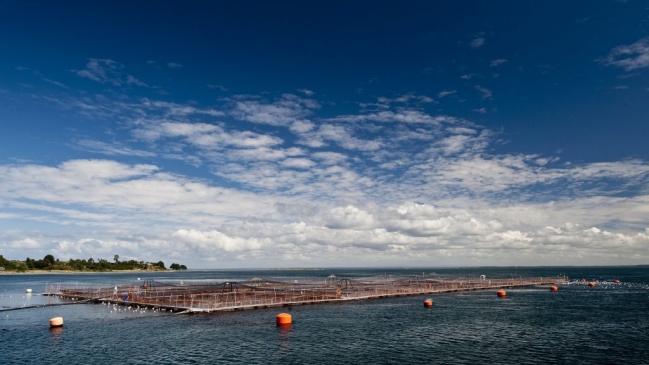 Salmón Chile: Pérdidas por bloom de algas son mucho menores que en 2016