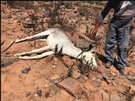 Muerte masiva de burros genera preocupación en Freirina Muerte masiva de burros genera preocupación en Freirina