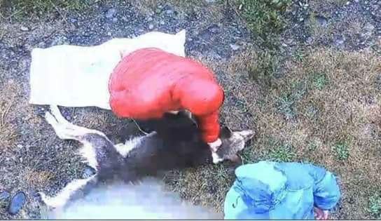 Condenan a mujer y su hijo por asesinar a un perro el año pasado en sector Alerce