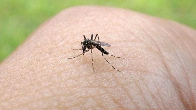 Arica: Autoridades confirmaron presencia del mosquito que porta el virus zika Arica: Autoridades confirmaron presencia del mosquito que porta el virus zika