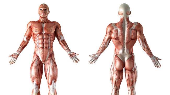 Investigadores descubren característica desconocida de la anatomía humana Investigadores descubren característica desconocida de la anatomía humana
