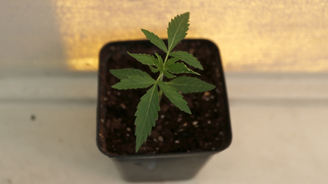 Comienza la venta del primer medicamento de cannabis hecho en Chile Comienza la venta del primer medicamento de cannabis hecho en Chile