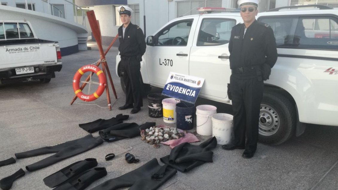 Incautan más de 70 kilos de locos en Caldera Incautan más de 70 kilos de locos en Caldera