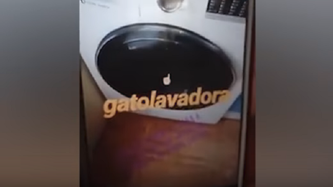 Detienen a mujer que metió un gato a la lavadora, lo centrifugó y lo publicó en Instagram Detienen a mujer que metió un gato a la lavadora, lo centrifugó y lo publicó en Instagram