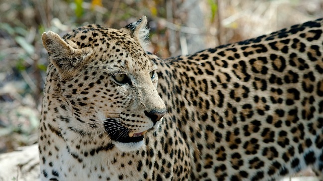 Un leopardo atacó y se comió a un menor de tres años cuando su niñera lo descuidó Un leopardo atacó y se comió a un menor de tres años cuando su niñera lo descuidó