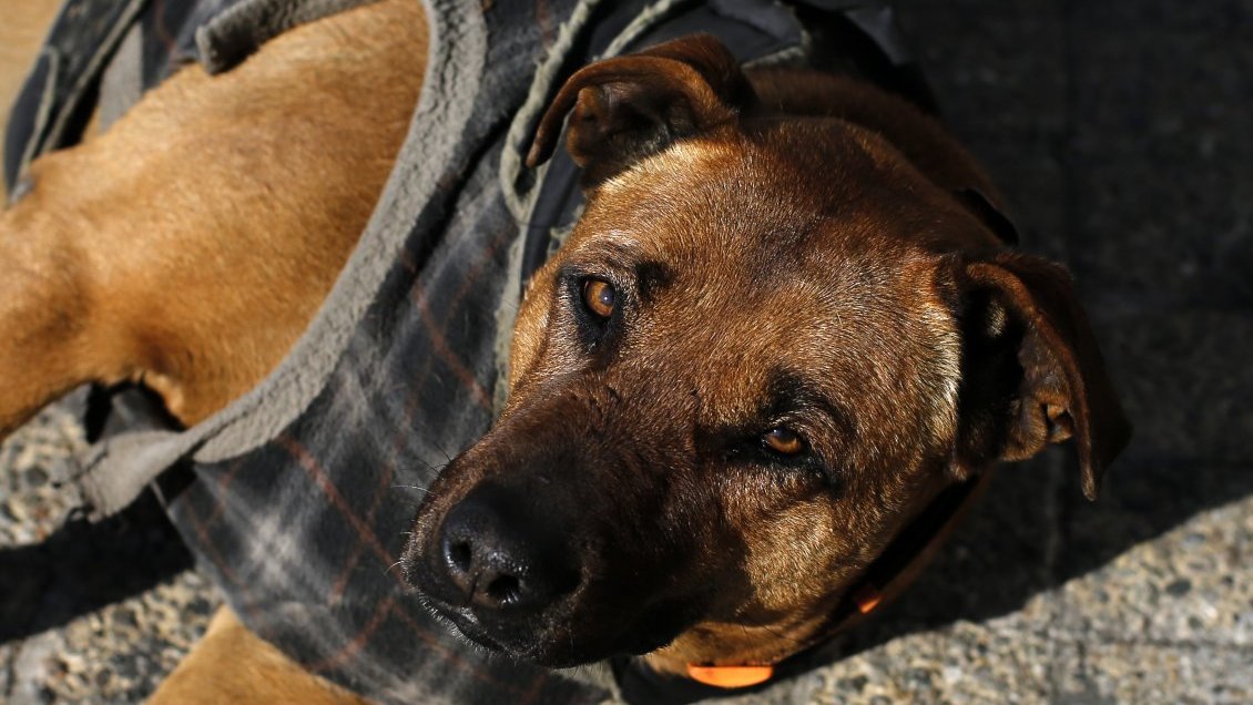 Hombre que mató a un perro con una piedra fue condenado por la Hombre que mató a un perro con una piedra fue condenado por la