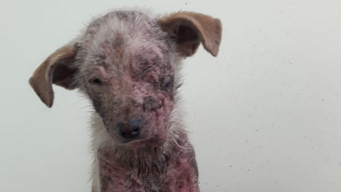 PDI arrestó a pareja que botó a la calle a un perrito con sarna PDI arrestó a pareja que botó a la calle a un perrito con sarna