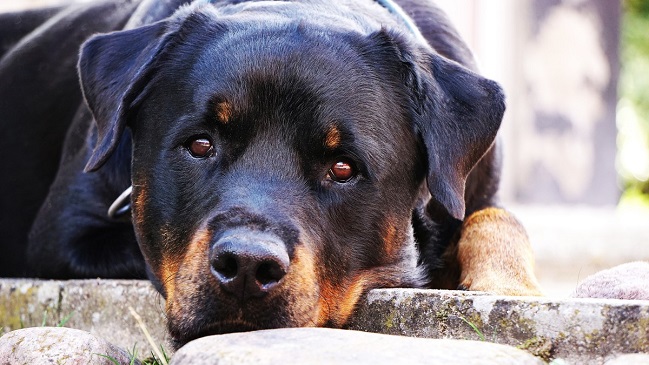 Madre abandonó a bebé recién nacido y lo cuidó un perro rottweiler Madre abandonó a bebé recién nacido y lo cuidó un perro rottweiler